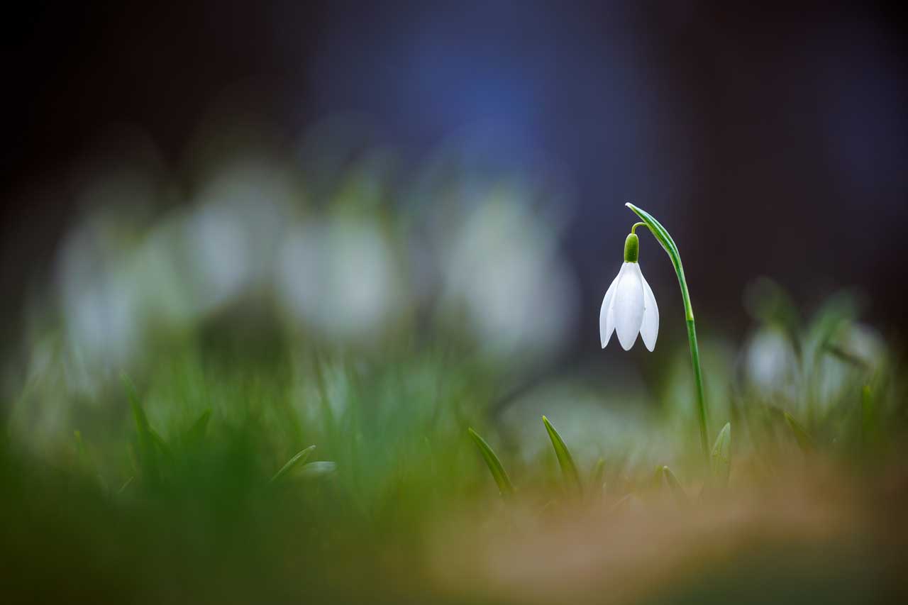 Schneeglöckchen